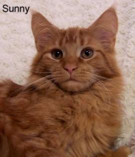 Maine Coon Sunny.