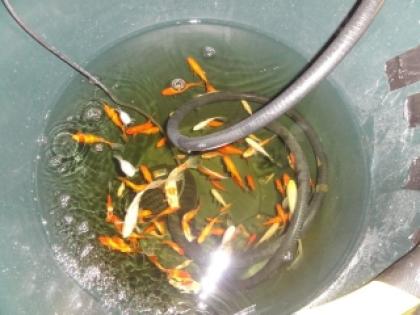 Goldfische abzugeben