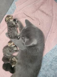 BKH Mix Kitten suchen neuen Kuschel Partner
