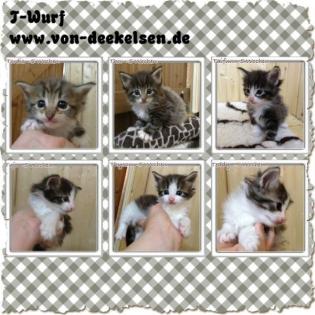 Norwegische Waldkatzen - Kitten- Katzenbaby s mit Stammbaum
