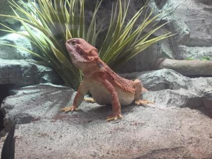 Red Hypo het. Trans female