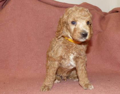 Kleinpudel Rüden in Black and Tan und Fawn