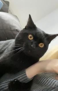 Deckkater sucht rollige Dame