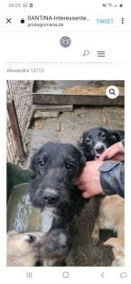 Tolle Welpen, Junghunde Hundesenioren
