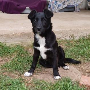 Rajani / Status sucht ein Zuhause