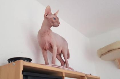 Sphynx Kater