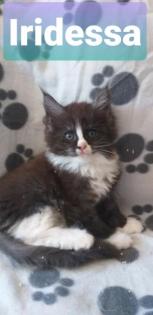Maine Coon Kätzchen suchen ihre Traumfamilie