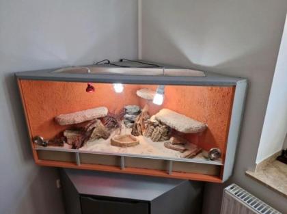 Bartagamen Pärchen