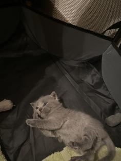 4 Kleine BKH-Kitten suchen ab dem 22. 06. 2023 ein liebevolles Zuhause