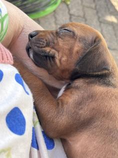 Rhodesian Ridgeback Welpen mit Papieren