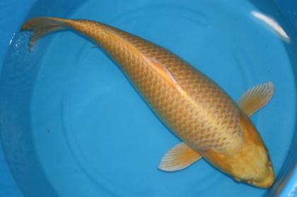 Suche Koi ab 80cm - Showa / Asagi / Shiro Utsuri / Hi Utsuri und andere.