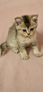 BKH Kitten suchen ein liebevolles neues Zuhause