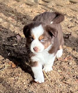 Miniature Australian Schepherd Welpen Mini Aussie