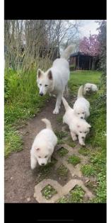 Weiße Schäferhund Welpen