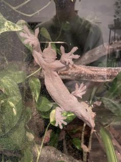 Terrarium und Kronengecko mit komplettem Zubehör