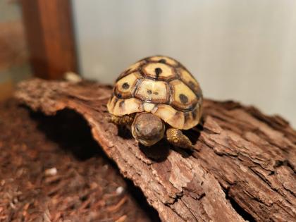 Griechische Landschildkröten Testudo hermanni