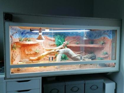 Bartagame incl. Terrarium und Erstausstattung