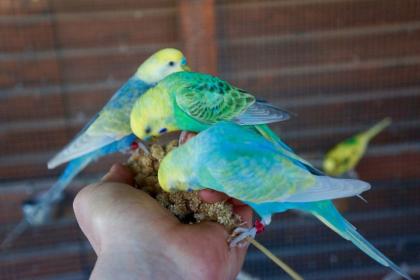Junge und Zuchtreife Wellensittiche, Rainbow, TCB