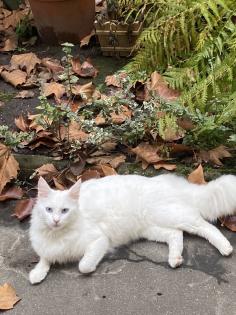 Türkisch angora Kitten
