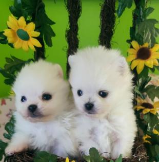 Zuckersüße echte Pomeranian Welpen Teddy Typ