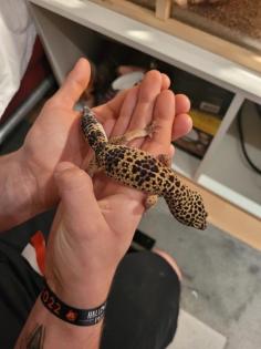 2 Leopardgeckos m/w inkl. komplett eingerichtetem Terrarium weitere Zubehör