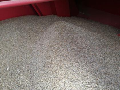 Roggen ca. 1 t Futter Korn Rinder Schweine