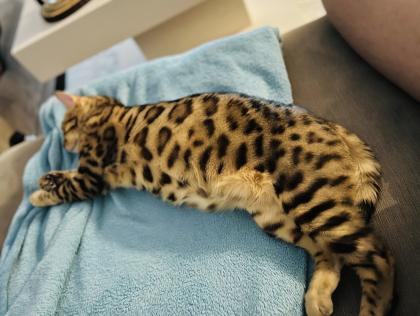 Bengalkatze sucht dringend neues Zuhause