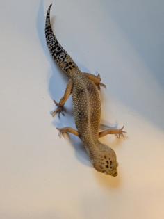 Leopardgeckos / Geckos aus Rostock