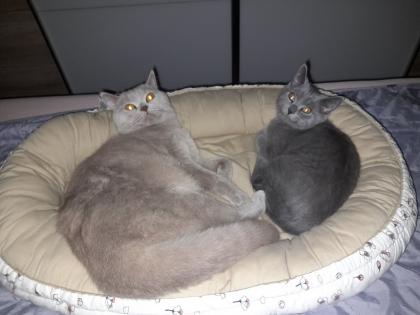 Britisch kurzhaar beby kitten 4 monate