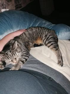 Geschwisterpaar Katzen