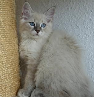 2 Heilige Birma Kitten Katzen abholbereit