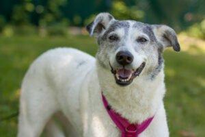 LAYDA - Mix, weiblich, 9 Jahre, 56 cm, 20 kg, Gechipt, Kastriert