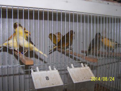 Schöne Farbkanarienvögel