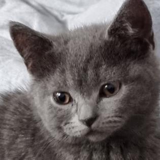 BKH - KITTEN 13 WOCHEN