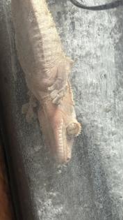 Kronenkopfgecko inkl. Terrarium Komplettset