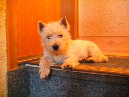 Süßer Westiewelpe