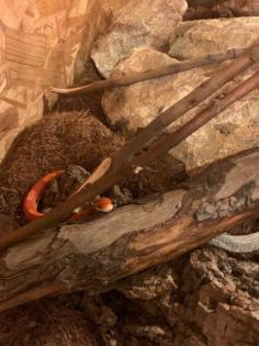 Kornnatter, 2, 5 Jahre, komplett mit Terrarium und Zubehör abzugeben