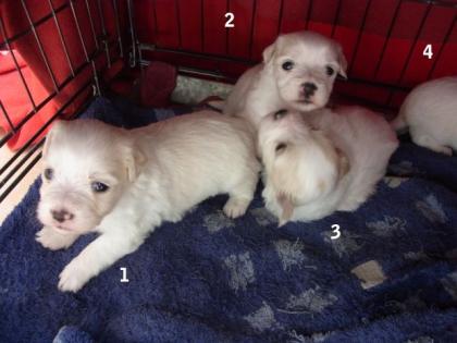 Coton de Tulear Welpen 4 Rüden geb. 28. 8. 2021
