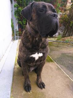 Schweiz-Zürich Gesunde Cane Corso Welpen suchen liebevollen Lebensplatz