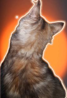 Kitten 14 Wochen sucht zuhause