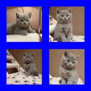 4 süße Britisch Kurzhaar Kitten in blue aus Europachampion-Verpaarung suchen n