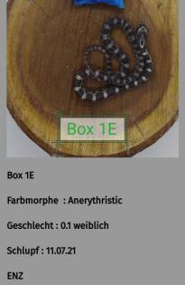 Kornnatter Nachzuchten