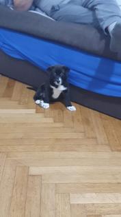 Labradormix Welpe