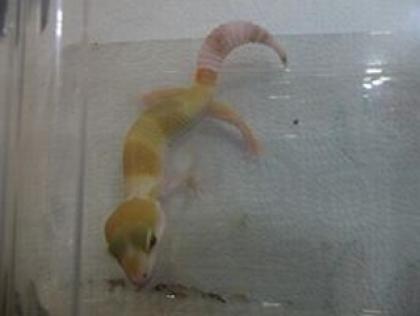 Leopardgecko NZ 2021 W Y Tangerine