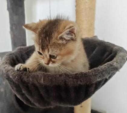 Nur noch 2 Kittens suchen liebevolle Zuhause