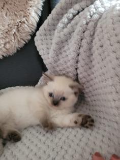 Wunderschöne Bkh kitten blue point und silver shaded