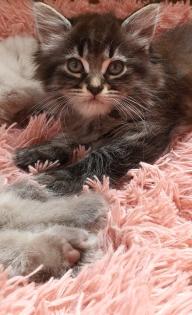Reinrassig sibirische waldkatze, neva, Maine Coon, siam, perser, bkh