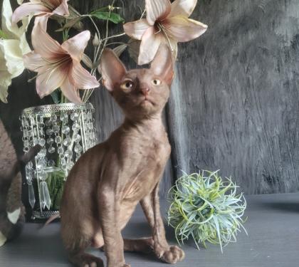 Wunderschönes Cornish Rex Katerchen in chocolate