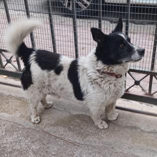 Blakie / Status sucht ein Zuhause