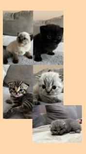 BKH Kitten